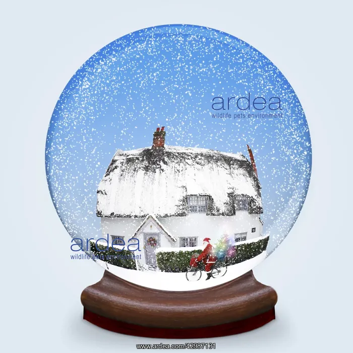 : Snow globe of thatched cottage in winter snow : Snow globe of thatched cottage in winter snow
