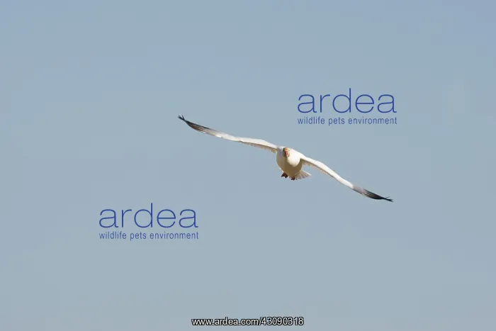 : Snow Goose : Snow Goose