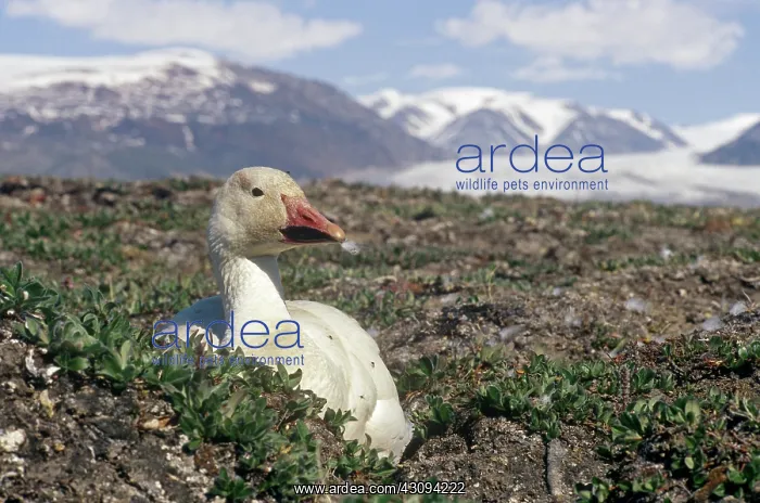 : Snow Goose : Snow Goose