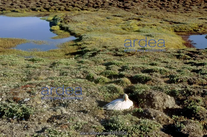 : Snow Goose : Snow Goose
