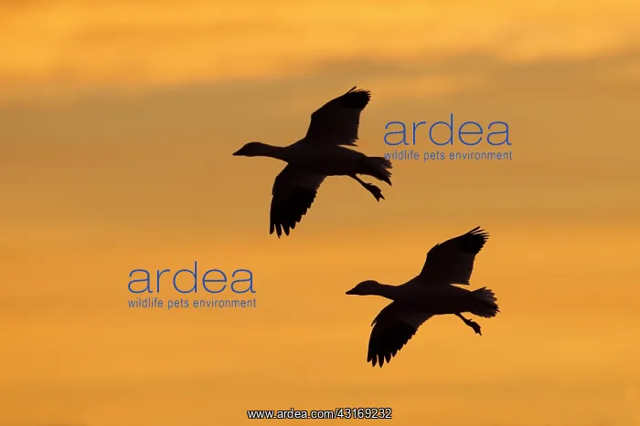 : Snow Goose : Snow Goose