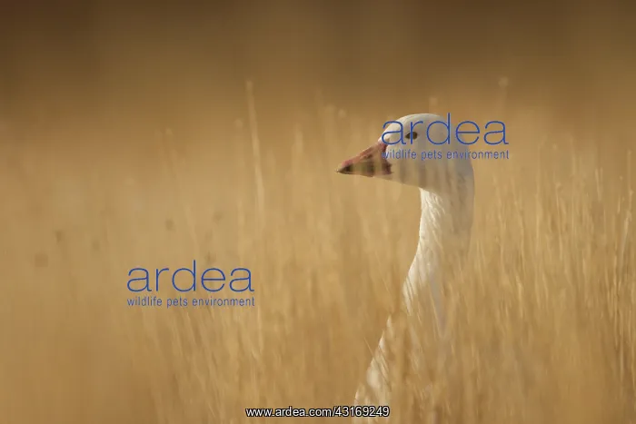 : Snow Goose : Snow Goose