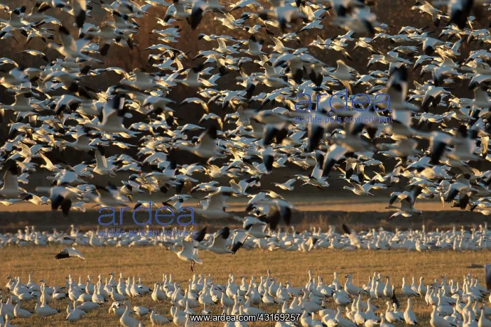 : Snow Goose : Snow Goose