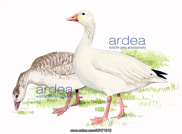 : Snow Goose : Snow Goose