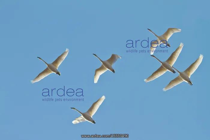 : Snow Goose : Snow Goose
