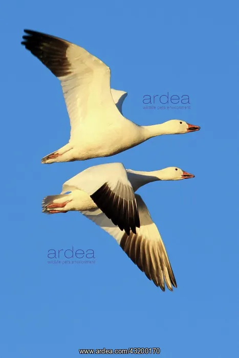 : Snow goose (Anser caerulescens), USA, North America : Snow goose (Anser caerulescens), USA, North America