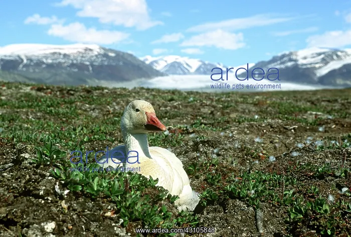  : Snow Goose (Chen caerulescens)