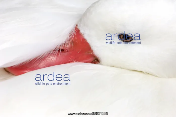 : Snow Goose (Chen caerulescens), captive