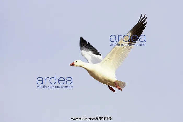 : Snow Goose - In flight : Snow Goose - In flight