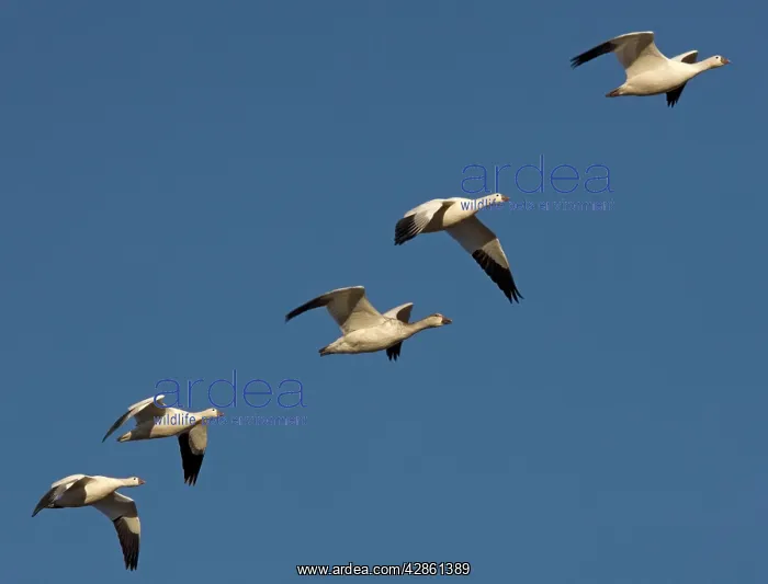 : Snow Goose - in flight : Snow Goose - in flight