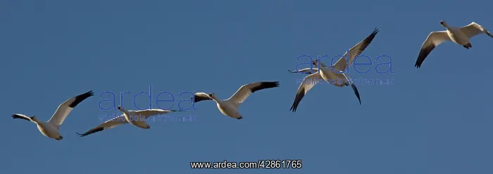 : Snow Goose - in flight : Snow Goose - in flight