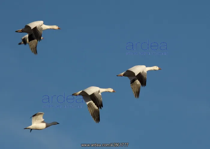: Snow Goose - in flight : Snow Goose - in flight