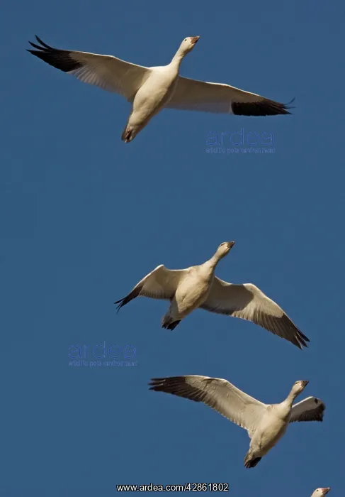 : Snow Goose - in flight : Snow Goose - in flight