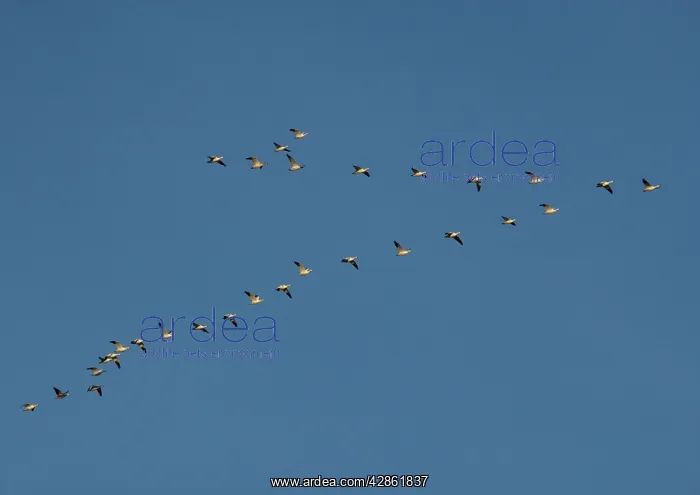 : Snow-goose - in flight : Snow-goose - in flight
