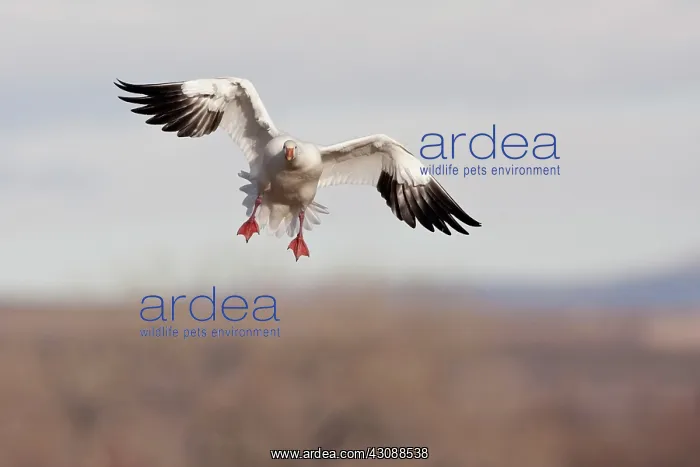 : Snow Goose in Flight : Snow Goose in Flight