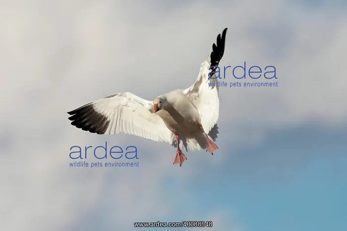 : Snow Goose in Flight : Snow Goose in Flight