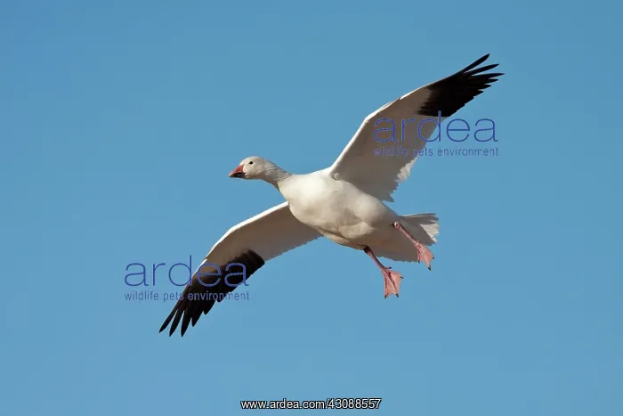 : Snow Goose in Flight : Snow Goose in Flight
