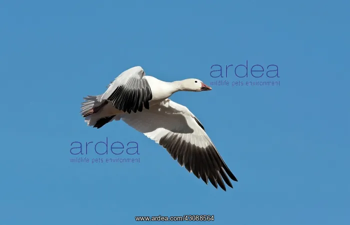 : Snow Goose in Flight : Snow Goose in Flight