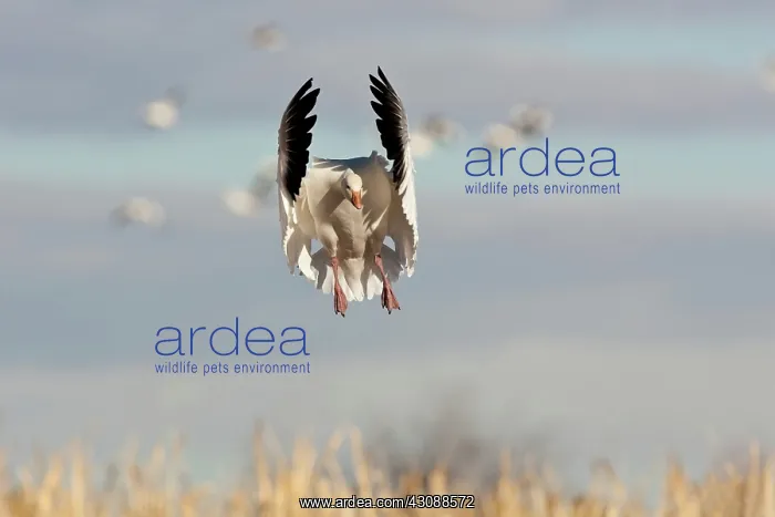 : Snow Goose in Flight : Snow Goose in Flight