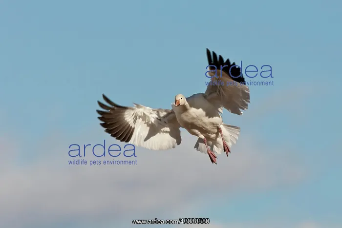 : Snow Goose in Flight : Snow Goose in Flight