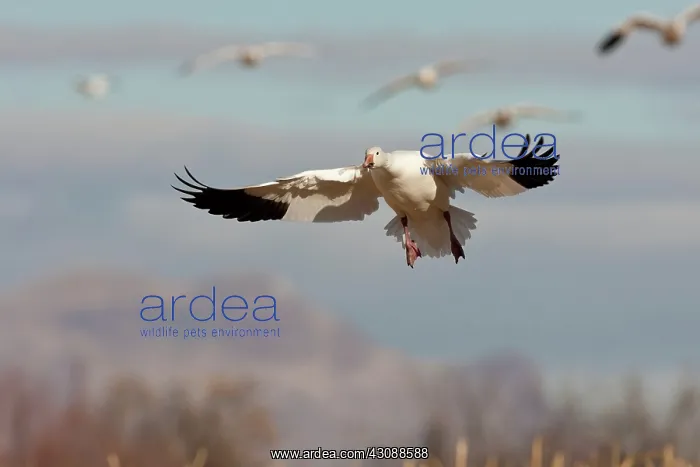 : Snow Goose in Flight : Snow Goose in Flight