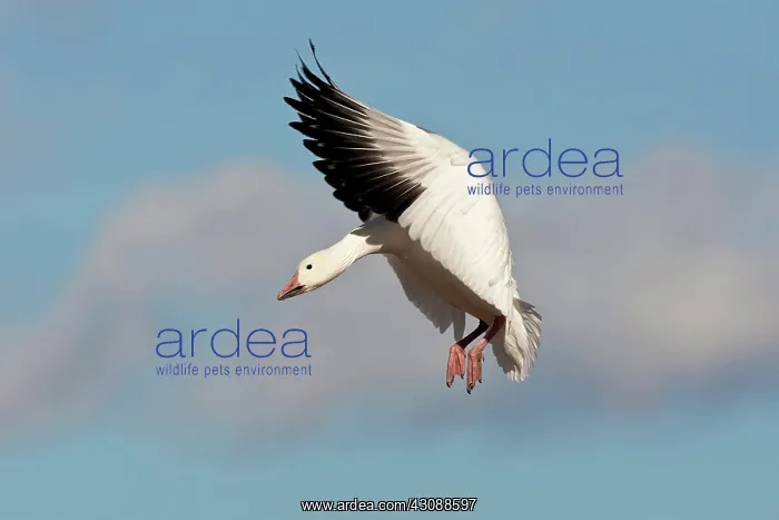 : Snow Goose in Flight : Snow Goose in Flight