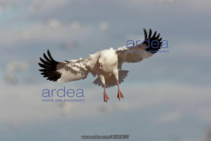 : Snow Goose in Flight : Snow Goose in Flight