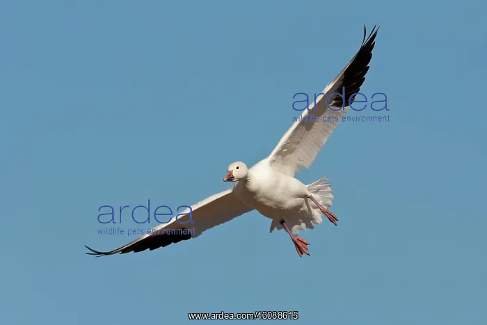 : Snow Goose in Flight : Snow Goose in Flight