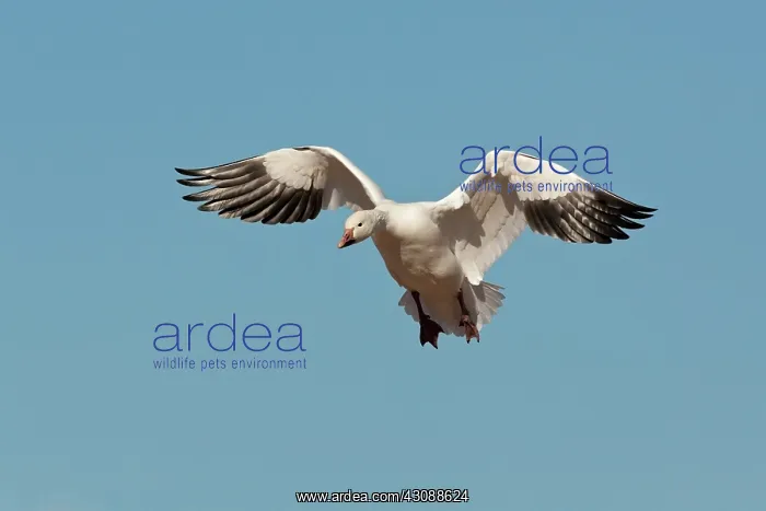 : Snow Goose in Flight : Snow Goose in Flight