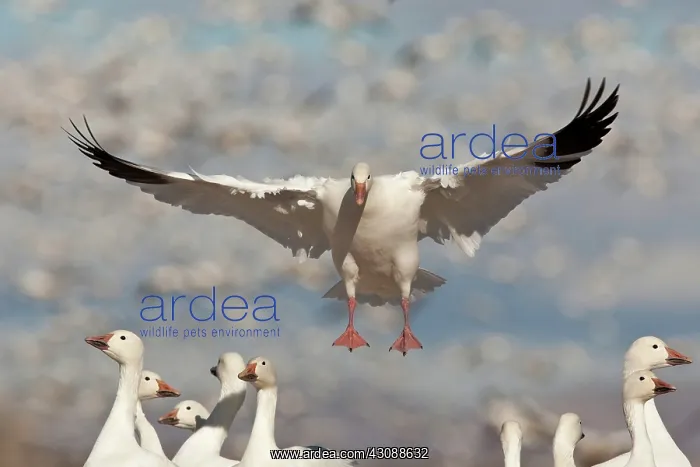 : Snow Goose in Flight : Snow Goose in Flight