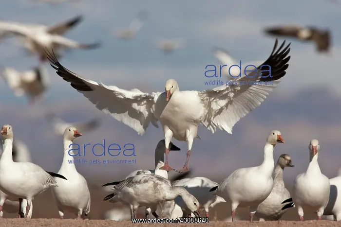 : Snow Goose in Flight : Snow Goose in Flight