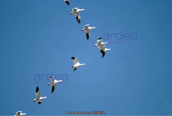 : SNOW GOOSE - in flight, V Formation : SNOW GOOSE - in flight, V Formation