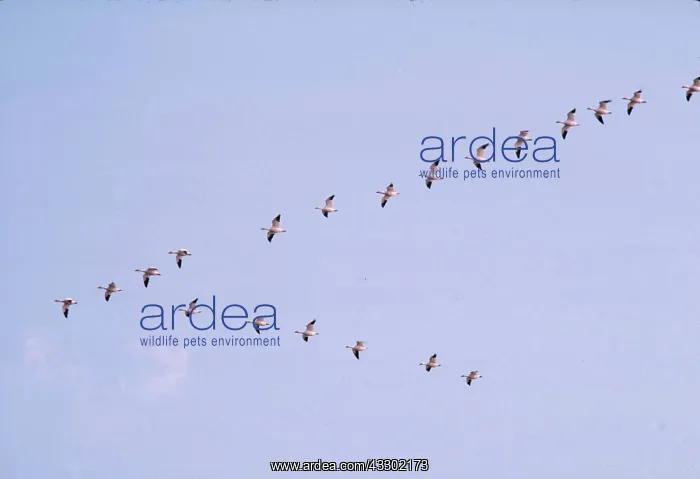  : SNOW GOOSE - in flight, v formation
