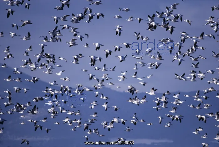 : SNOW GOOSE - Flock In Flight : SNOW GOOSE - Flock In Flight