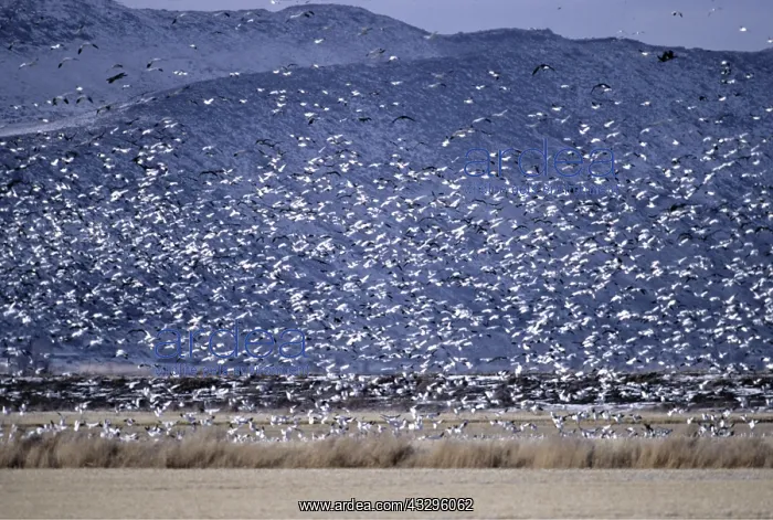 : SNOW GOOSE - Flock In Flight : SNOW GOOSE - Flock In Flight