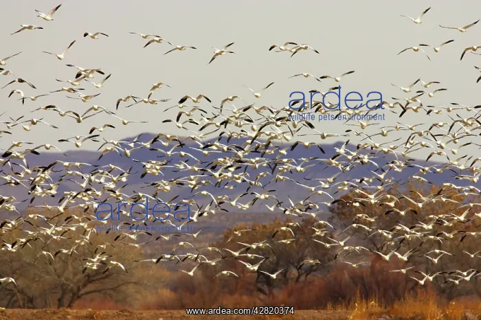 : Snow Goose - Flock taking off : Snow Goose - Flock taking off