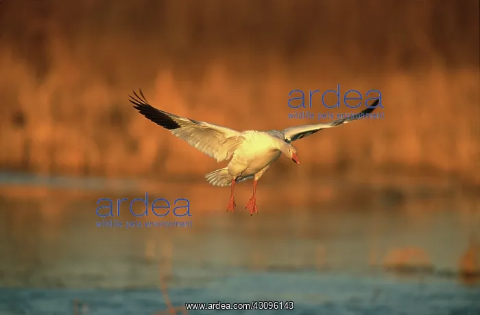 : Snow goose landing : Snow goose landing