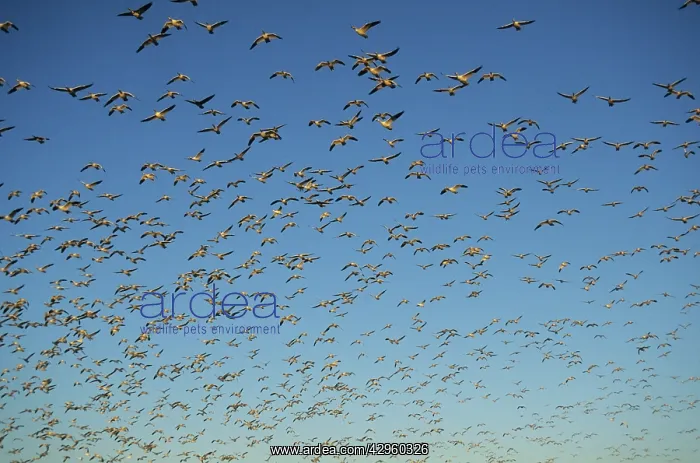 : Snow Goose - mass lift off : Snow Goose - mass lift off