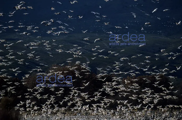 : Snow Goose - mass lift off : Snow Goose - mass lift off