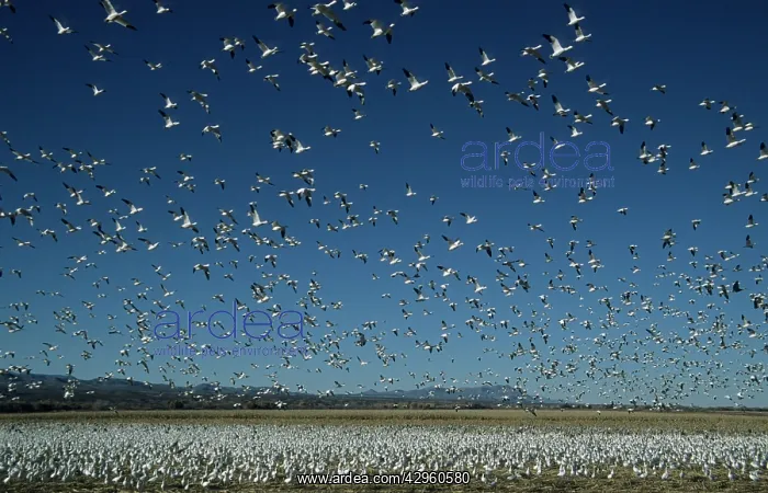 : Snow Goose - mass lift off : Snow Goose - mass lift off