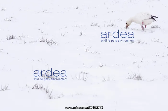 : Snow Goose During Migration : Snow Goose During Migration