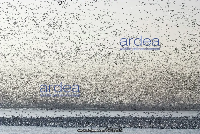 : Snow Goose Migration : Snow Goose Migration