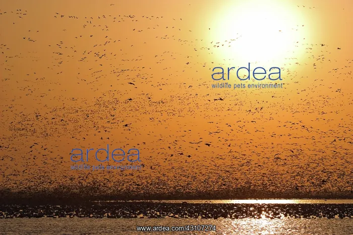 : Snow Goose Migration : Snow Goose Migration