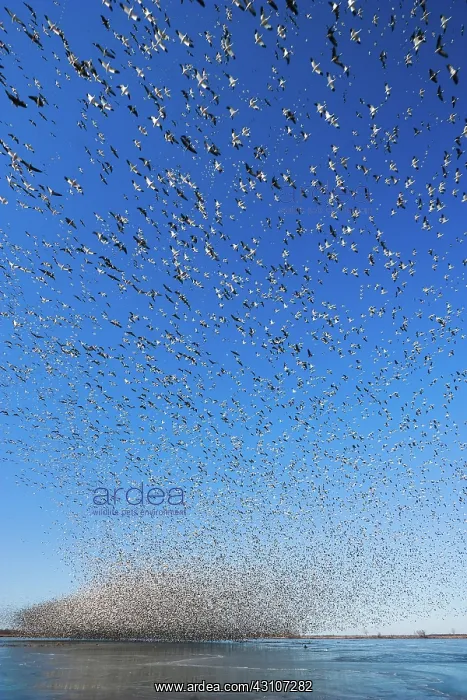 : Snow Goose Migration : Snow Goose Migration