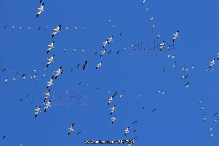 : Snow Goose Migration : Snow Goose Migration