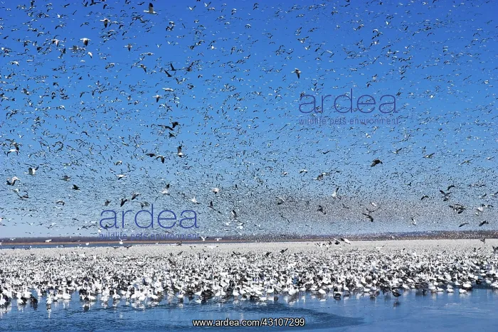 : Snow Goose Migration : Snow Goose Migration