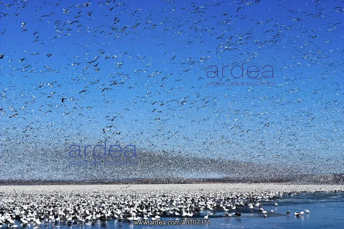 : Snow Goose Migration : Snow Goose Migration
