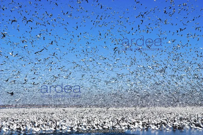 : Snow Goose Migration : Snow Goose Migration