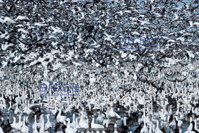 : Snow Goose Migration : Snow Goose Migration