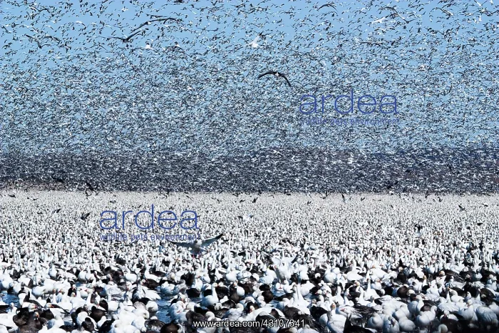 : Snow Goose Migration : Snow Goose Migration
